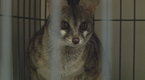 Watch Wild Justice - Exotic Animal Bust Online