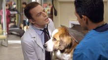 Watch Animal Practice Season 1 Episode 8 -  Ralphie Online