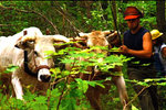 Watch Ax Men Season 5 Episode 17 - Swamp Gold Online