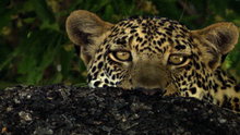 Watch Big Cat Week Season 1 Episode 14 - The Unlikely Leopard Online