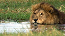Watch Big Cat Week Season 3 Episode 12 - Swamp Lions Online
