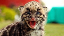 Watch Big Cat Week Season 3 Episode 15 - Return of the Clouded Leopards Online