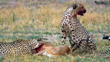 Watch Big Cat Week Season 3 Episode 8 - Cat Wars: Lion vs. Cheetah Online