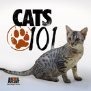 Watch Cats 101 Season 4 Episode 1 - Kurillian Bobtail, Chausie, Dwelf, Burmilla, Lambkin, Klepto Cat Online