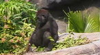 Watch Disney Parks Series Season 1 Episode 4 -  Disney Parks: Disneys Animal Kingdom Online