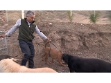 Dog Whisperer Season 7 Episode 8