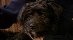 Watch Good Dog! Season 4 Episode 10 - Ear and Nail Care Online