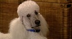 Watch Good Dog! Season 4 Episode 11 - Medical Concerns Online