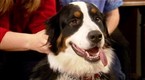 Watch Good Dog! Season 4 Episode 12 - Playful Dogs Online