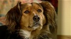 Watch Good Dog! Season 4 Episode 13 - Home Safety Online