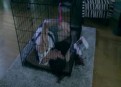 Watch Law & Order Season 20 Episode 22 - Love Eternal  Online