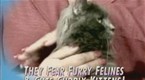Watch Maury Season 5 Episode 36 - Outrageous Maury Guests...Where Are The Now? Online