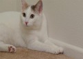 Watch My Cat From Hell Season 4 Episode 4 - Feral Scottish Fold Online