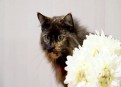 Watch My Cat From Hell Season 4 Episode 5 - Macho Cat Online
