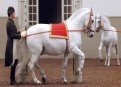 Watch Nature Season 31 Episode 10 - Legendary White Stallions  Online