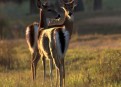 Watch Nature Season 31 Episode 11 - The Private Life of Deer Online
