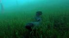 Watch Nature Season 31 Episode 9 - The Mystery of Eels Online