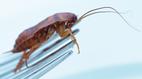 Watch NOVA scienceNOW Season 6 Episode 4 - Can I Eat That?  Online