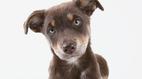 Watch NOVA scienceNOW Season 6 Episode 5 - What Are Animals Thinking?  Online