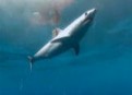 Watch Off the Hook: Extreme Catches Season 1 Episode 8 - Go Ahead. Mako My Day. Online