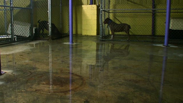 Watch Pit Bulls and Parolees Season 4 Episode 14 - Storm on the Horizon Online