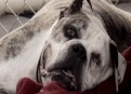 Watch Pit Bulls and Parolees Season 4 Episode 13 - Making Miracles Online