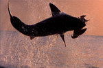 Shark Wranglers Season 1 Episode 5