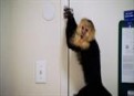 Watch Shipping Wars Season 3 Episode 1 - Monkey Business Online