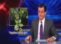 Watch The Colbert Report Season 9 Episode 68 - Noah Feldman Online