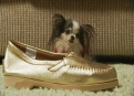 Watch Weird, True & Freaky Season 3 Episode 9 - Little Animals, Big World Online