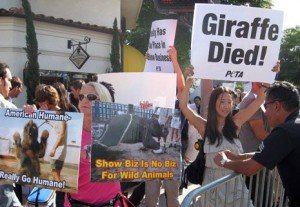 PETA Protests 'Zookeeper' Premiere, Blames Giraffe Death on Film's Producers