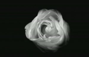 New 'American Horror Story: Asylum' Promo: THAT'S NOT A ROSE!