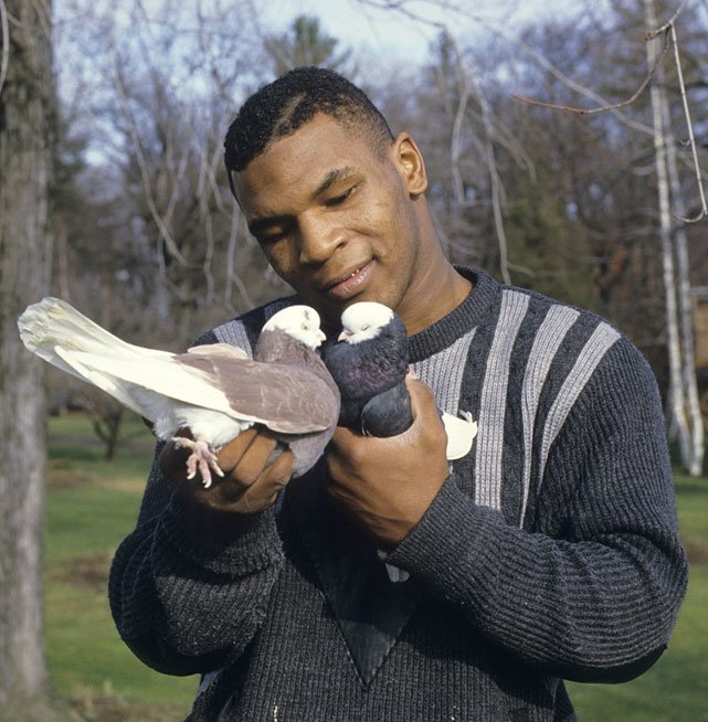 Taking On Tyson: PETA Peeved At Pugilists Pigeons - Taking On Tyson ...
