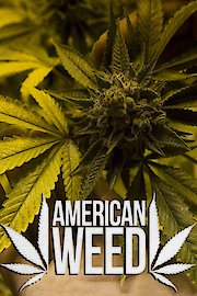 American Weed Season 1 Episode 9
