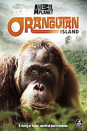 Orangutan Island Season 2 Episode 2