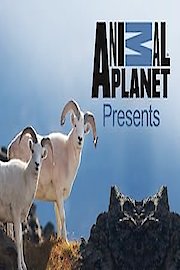 Animal Planet Presents Season 1 Episode 38