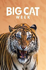 Big Cat Week Season 5 Episode 5