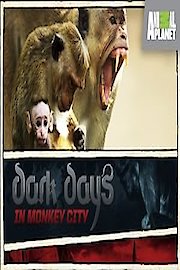Dark Days in Monkey City Season 1 Episode 3
