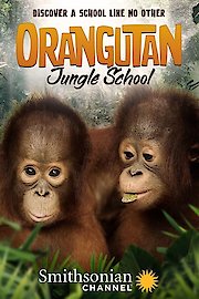 Orangutan Jungle School Season 3 Episode 1