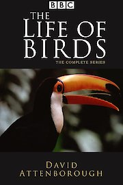 Life of Birds Season 1 Episode 6